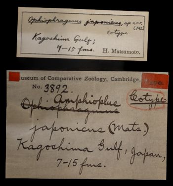 Media type: image;   Invertebrate Zoology OPH-3892 Description: Handwritten labels for this specimen included in the specimen tray.;  Aspect: labels